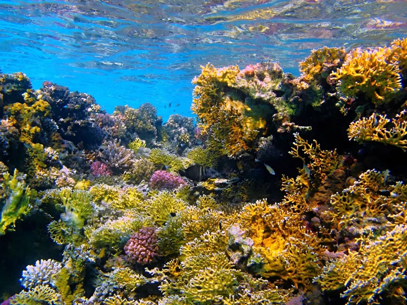 batiskaf.jpg batiskaf.jpg