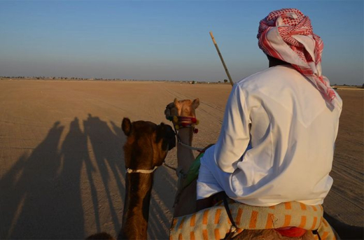 Центр разведения верблюдов Kamel Uschi / ОАЭ / Дубай