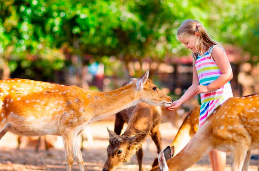 Ферма животных Desert Oasis Petting Farm / ОАЭ / Дубай