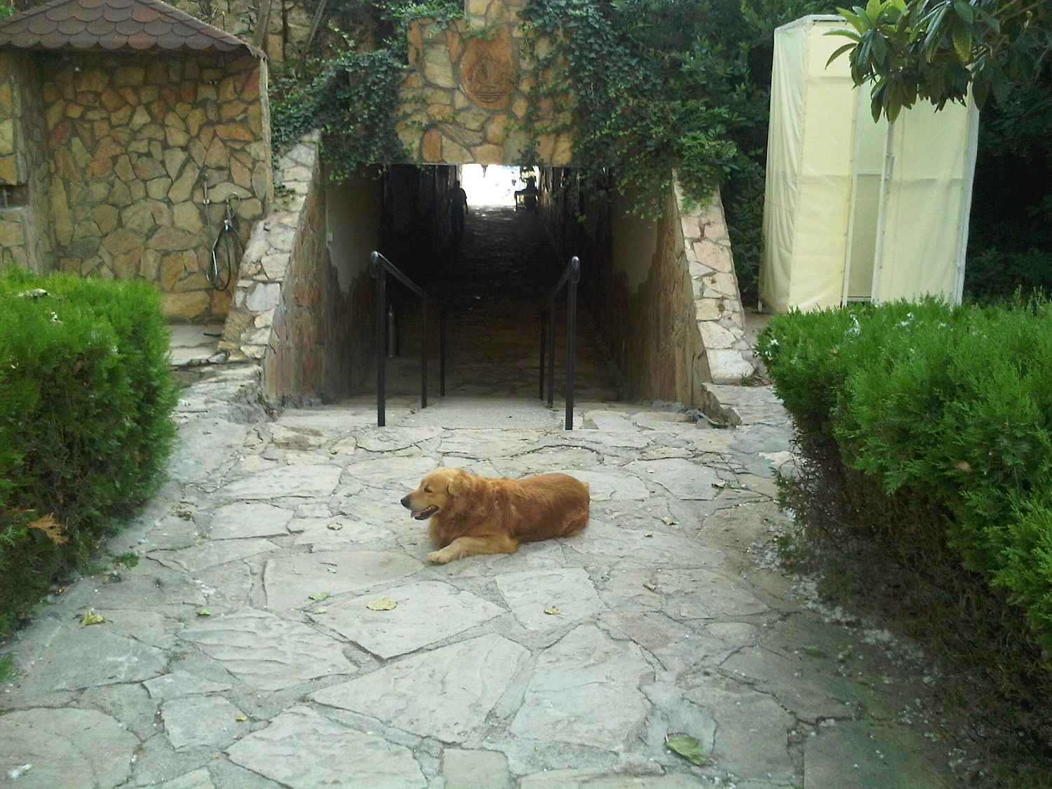 Green Peace 3* / Турция / Аланья-Махмутлар