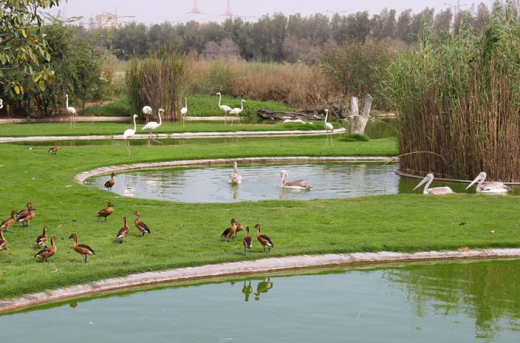 Заповедник Wasit Nature Reserve / ОАЭ / Шарджа