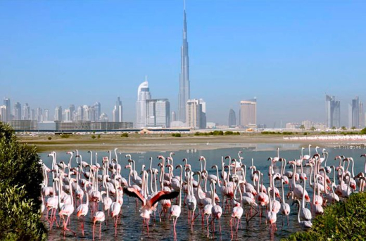 Природный заповедник Ras Al Khor Wildlife Sanctuary / ОАЭ / Дубай