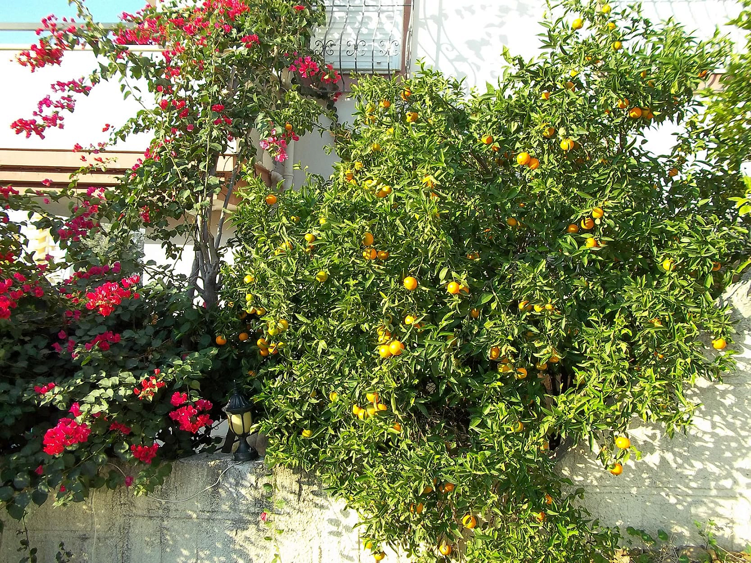 Green Peace 3* / Турция / Аланья-Махмутлар