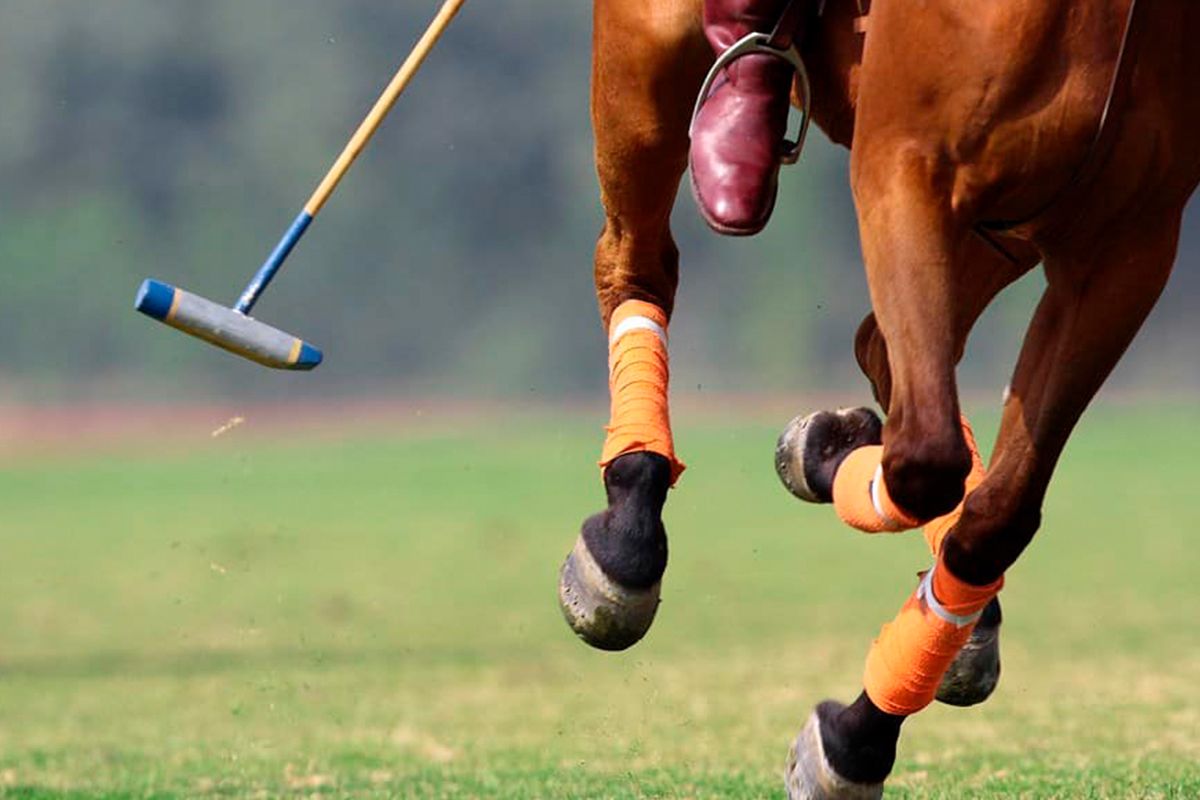 polo.jpg