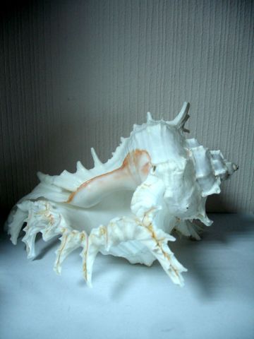029-thailand-shell-02.jpg